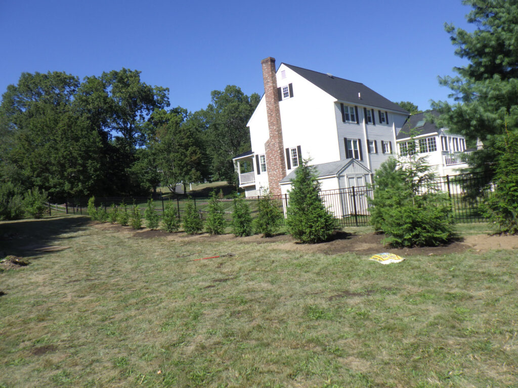 Garden design in Groton, MA. Transplantation of 17 beautiful Arborvitae