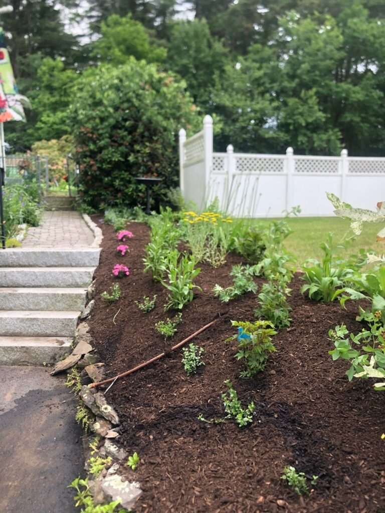 This fun project in Hudson, NH had the crew revisiting and revamping one of our existing gardens! The Excavator dug out 10 yards of poor soil and replaced it with 10 yards of good soil. Last year , in early July, we planted 100 perennials of which half were shade and the others sun loving. These new 80 perennials really made the front side and back yard pond garden quite lovely.