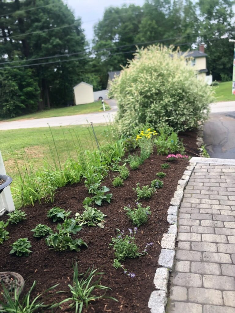 This fun project in Hudson, NH had the crew revisiting and revamping one of our existing gardens! The Excavator dug out 10 yards of poor soil and replaced it with 10 yards of good soil. Last year , in early July, we planted 100 perennials of which half were shade and the others sun loving. These new 80 perennials really made the front side and back yard pond garden quite lovely.