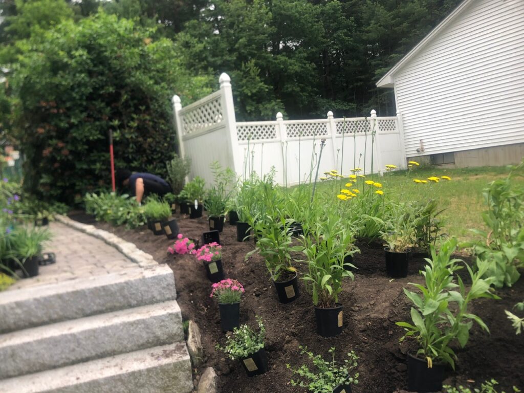 This fun project in Hudson, NH had the crew revisiting and revamping one of our existing gardens! The Excavator dug out 10 yards of poor soil and replaced it with 10 yards of good soil. Last year , in early July, we planted 100 perennials of which half were shade and the others sun loving. These new 80 perennials really made the front side and back yard pond garden quite lovely.