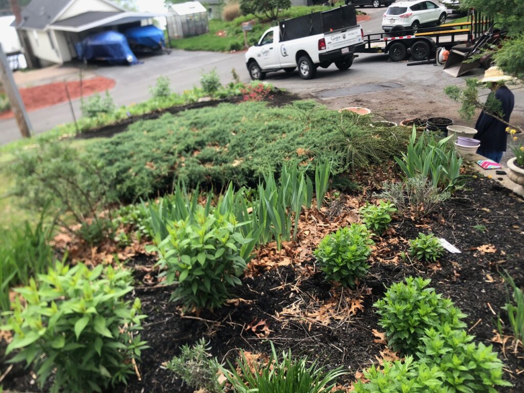 Wildflower Gardens Transformation in Littleton, MA