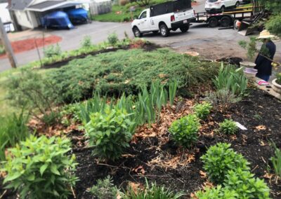 Wildflower Gardens Transformation in Littleton, MA