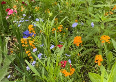 Wildflower Gardens Transformation in Littleton, MA