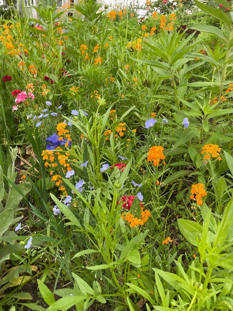 Wildflower Gardens Transformation in Littleton, MA