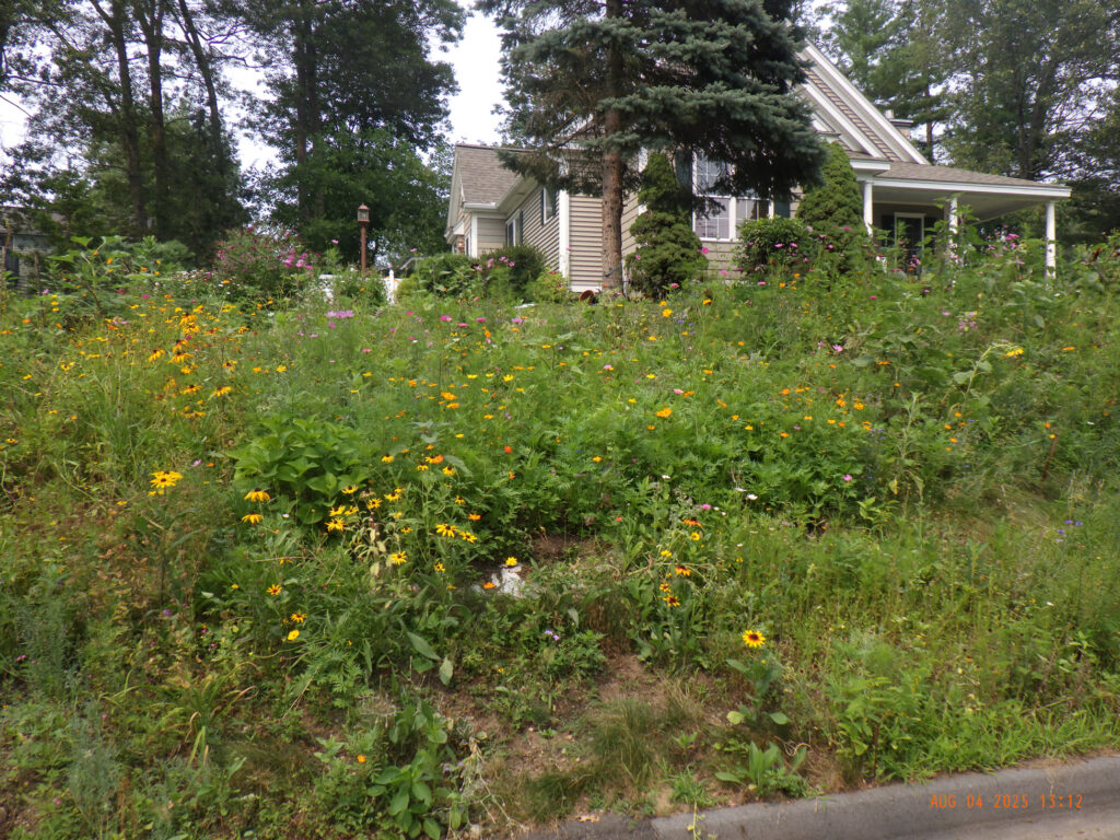 Wildflower Gardens Transformation in Littleton, MA
