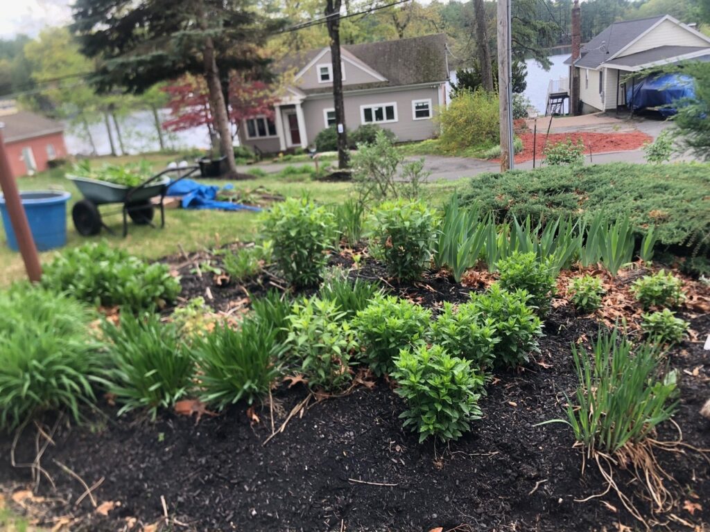 Wildflower Gardens Transformation in Littleton, MA