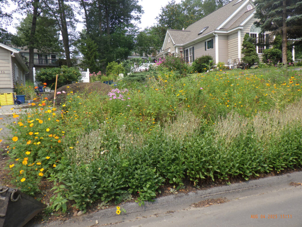 Wildflower Gardens Transformation in Littleton, MA