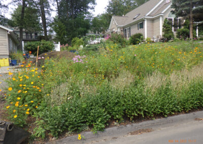Wildflower Gardens Transformation in Littleton, MA