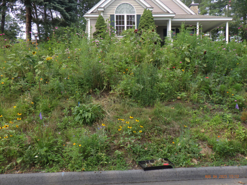 Wildflower Gardens Transformation in Littleton, MA