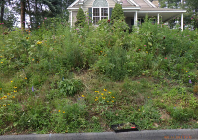 Wildflower Gardens Transformation in Littleton, MA