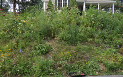 Wildflower Garden Progress Report in Littleton, MA.