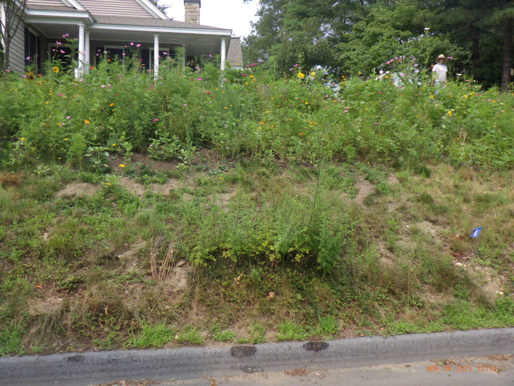 Wildflower Gardens Transformation in Littleton, MA