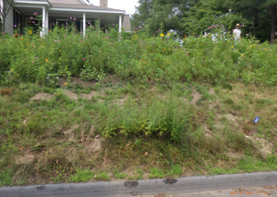 Wildflower Gardens Transformation in Littleton, MA
