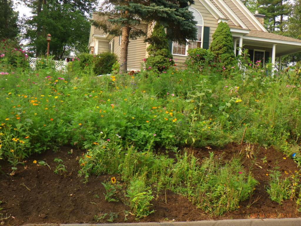 Wildflower Gardens Transformation in Littleton, MA
