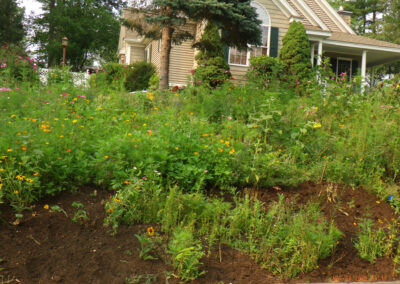 Wildflower Gardens Transformation in Littleton, MA