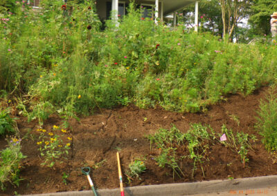 Wildflower Gardens Transformation in Littleton, MA