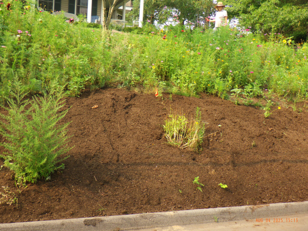 Wildflower Gardens Transformation in Littleton, MA