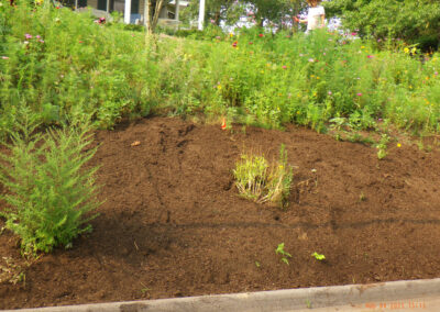 Wildflower Gardens Transformation in Littleton, MA