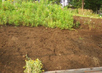 Wildflower Gardens Transformation in Littleton, MA