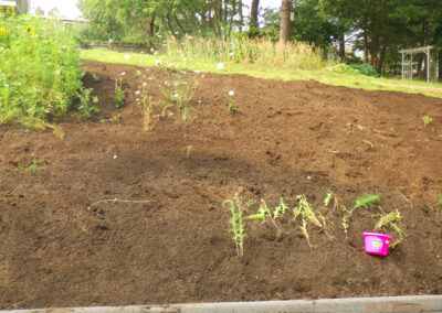 Wildflower Gardens Transformation in Littleton, MA