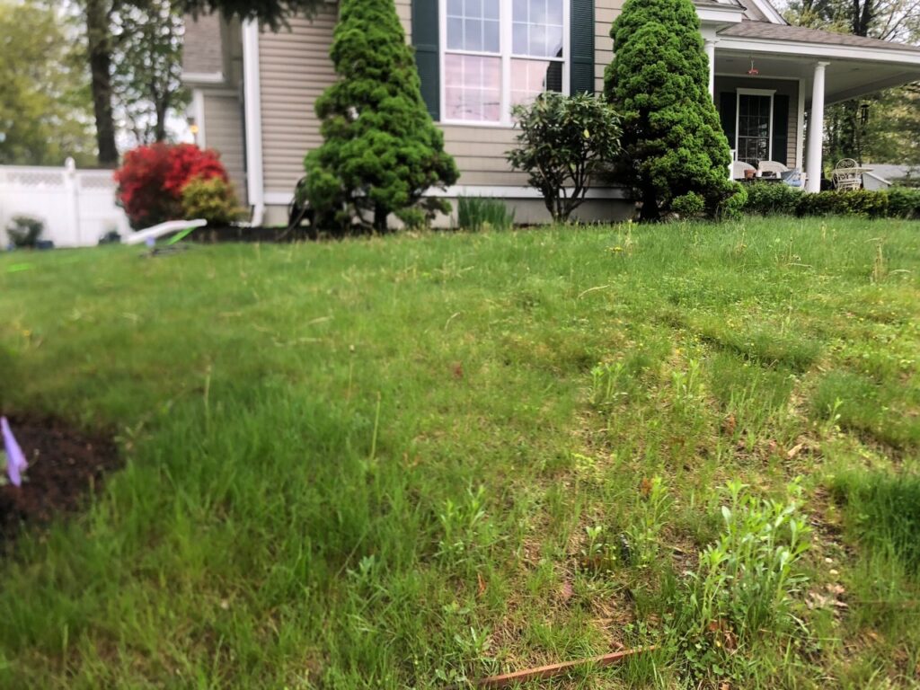 Wildflower Gardens Transformation in Littleton, MA