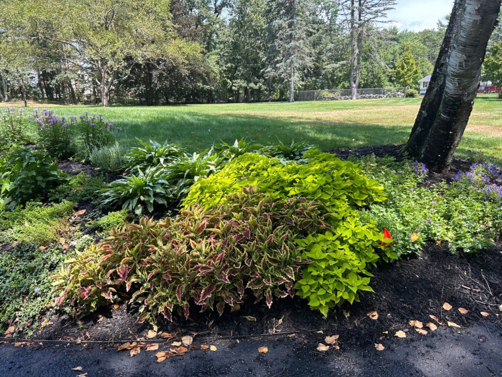Garden Bonanza Transformation in Nashua, NH