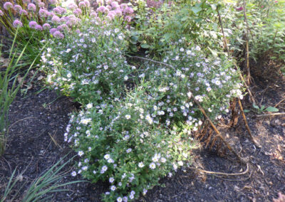 Garden Installation and Garden Design in Nashua, NH