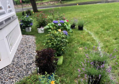Day 2 in progress Historic Gardens in Pepperell, MA