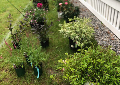 Day 2 in progress Historic Gardens in Pepperell, MA