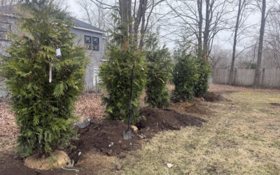 🌲Shrub Installation in Pepperell, MA