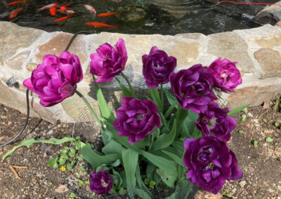 Spring Bulb Planting