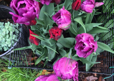 Spring Bulb Planting