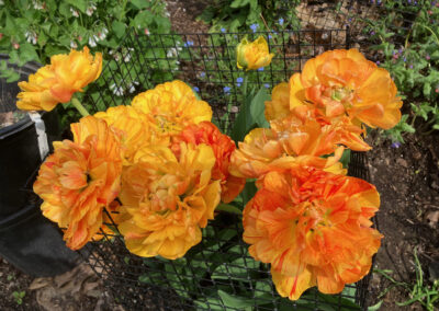 Spring Bulb Planting