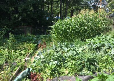 Vegetable Gardens 4