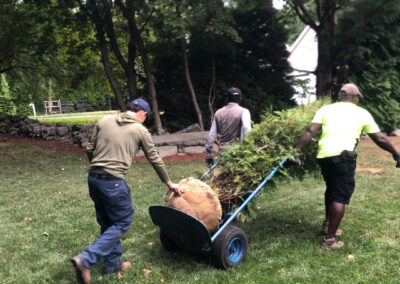 Evergreen Privacy Screen Installation in Westford, MA