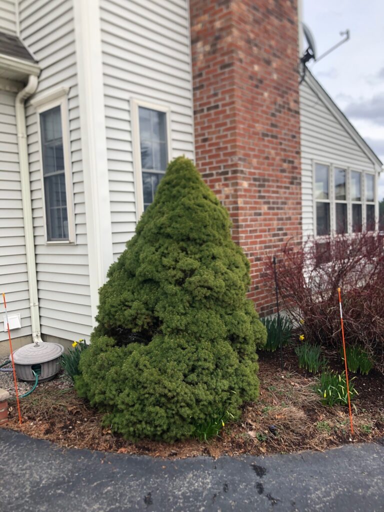 Garden Design and Shrub Installation in Wilmington, MA. Before