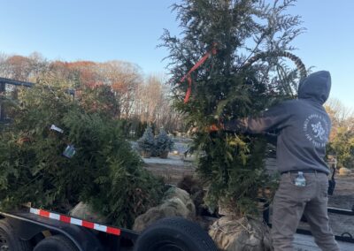 Greenleaf's Tree Service, Tree Planting, Nashua, NH. (3)