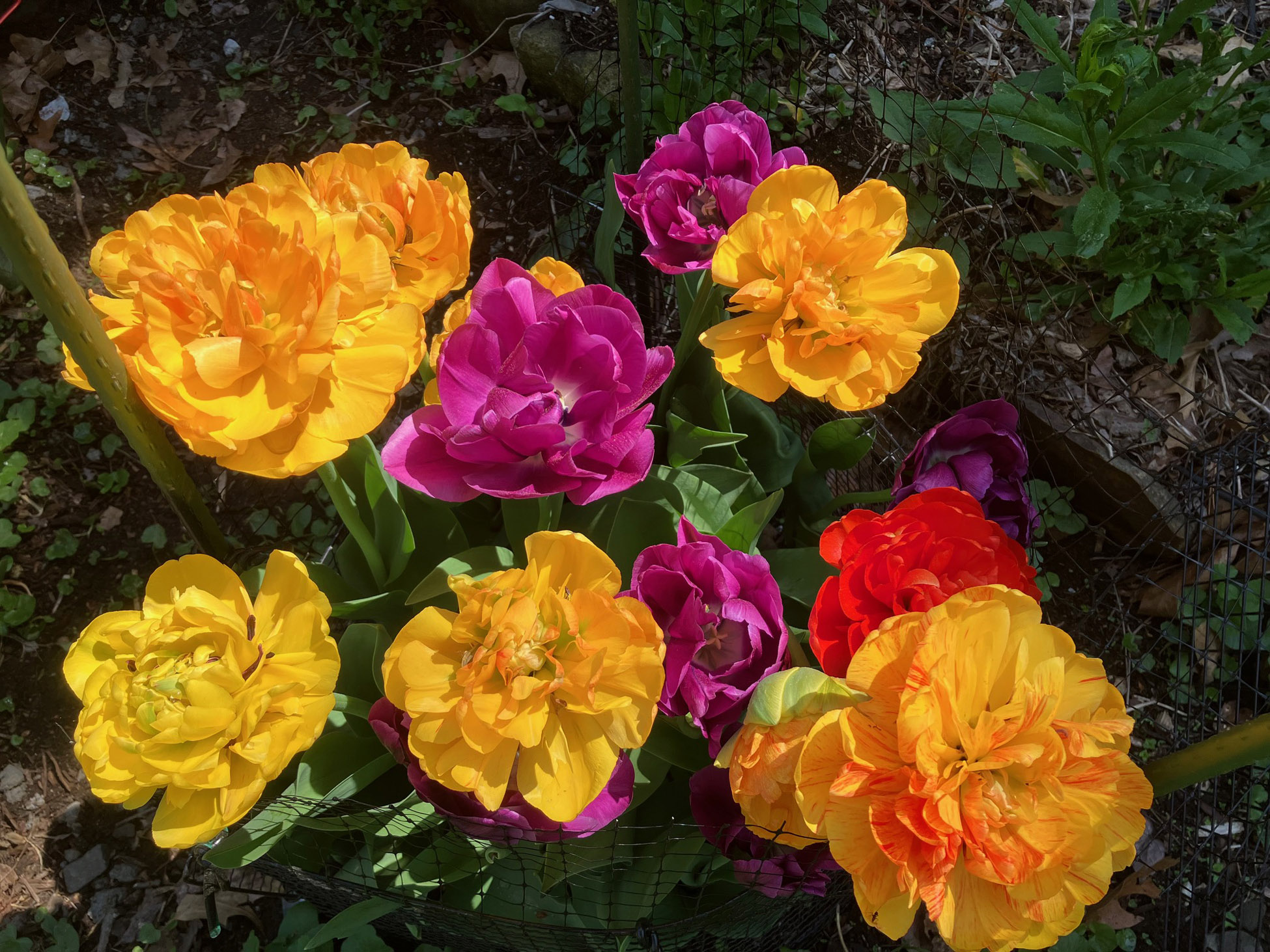 Spring Bulbs planted by Greenleaf's Garden Design 1