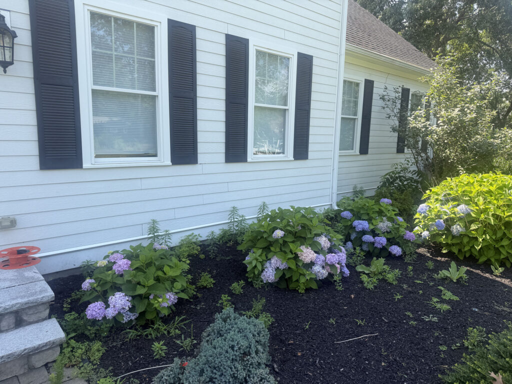 We removed the old boxwoods and replaced them with six colorful blue hydrangeas, giving the front of the home a softer look with plenty of summer color.