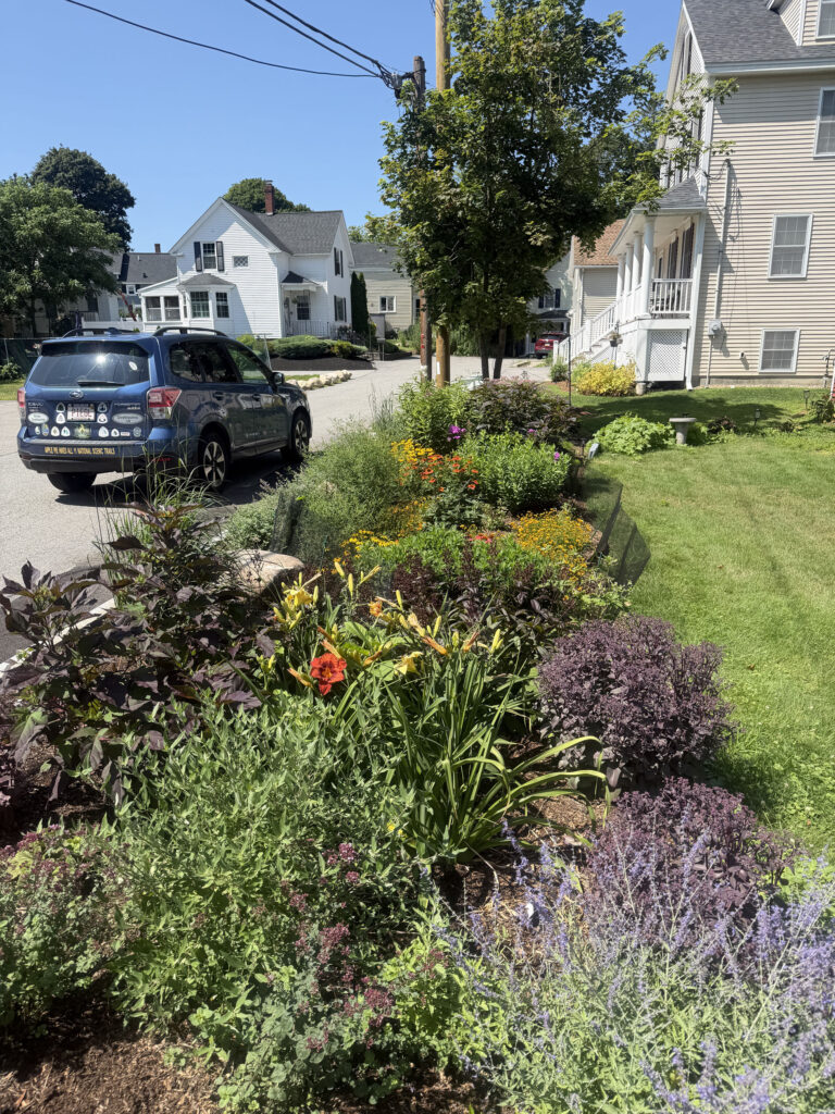 This Andover client asked Greenleaf’s Garden Design to create a new perennial garden in late August of last year.