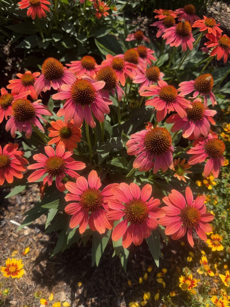 I knew right away that the location was perfect for intensely blooming summer perennials that would provide waves of color from midsummer right through to frost.