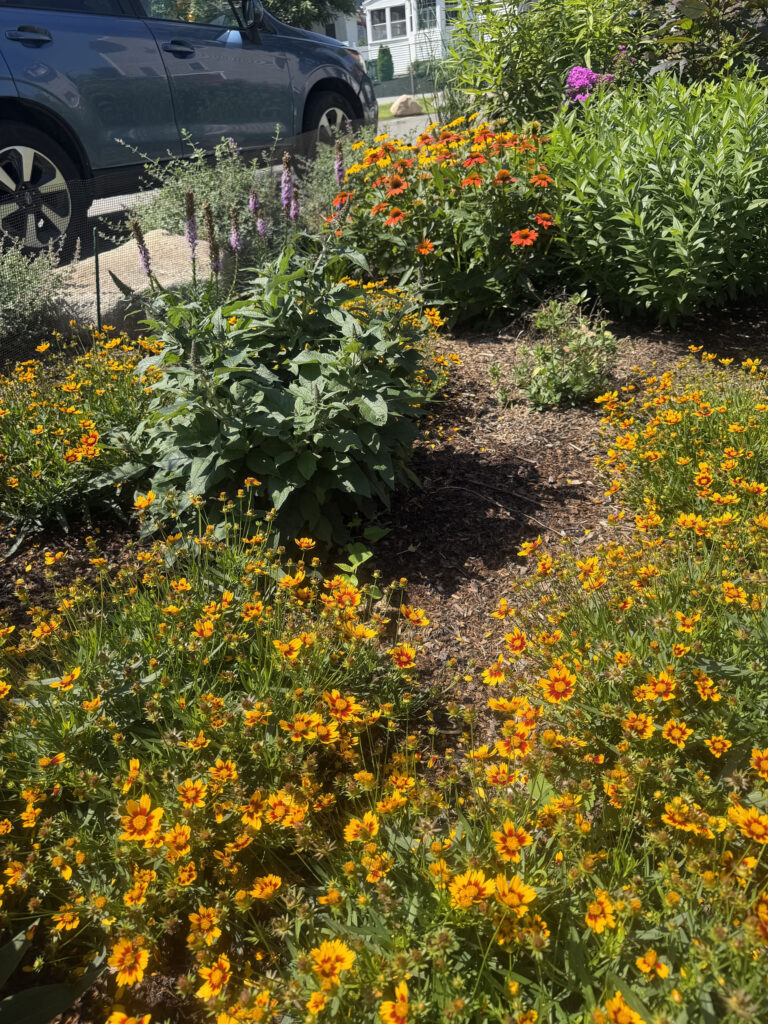 I stopped by in late July to see how everything was progressing, and the garden was putting on quite a show. Yellow and red Coreopsis, bright Black-Eyed Susans, and beautiful pink and orange Coneflowers were all blooming together.