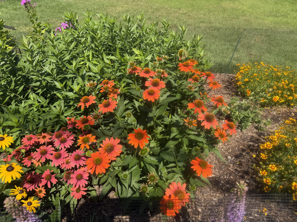 I stopped by in late July to see how everything was progressing, and the garden was putting on quite a show. Yellow and red Coreopsis, bright Black-Eyed Susans, and beautiful pink and orange Coneflowers were all blooming together.