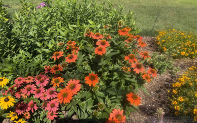 Garden Maintenance & Progress Check in Tyngsboro, MA
