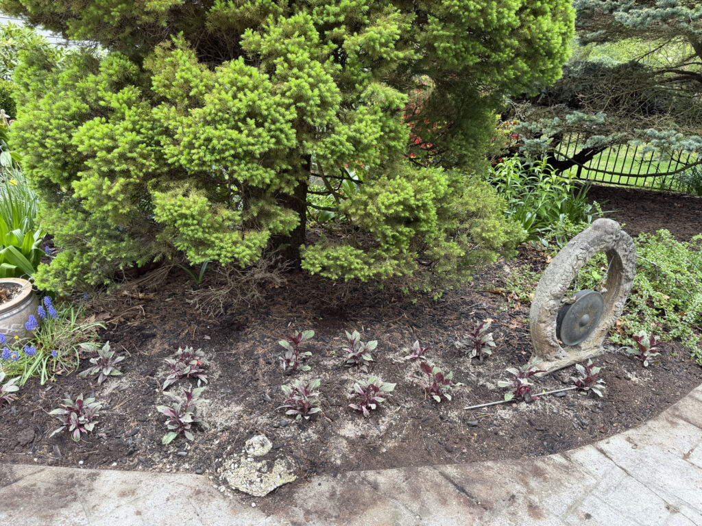 Garden Installation & Seasonal Maintenance in Nashua, NH
