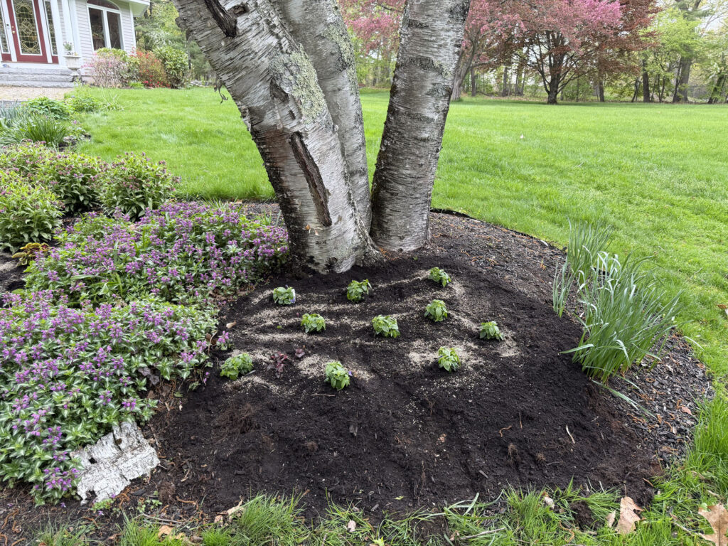 Garden Installation & Seasonal Maintenance in Nashua, NH