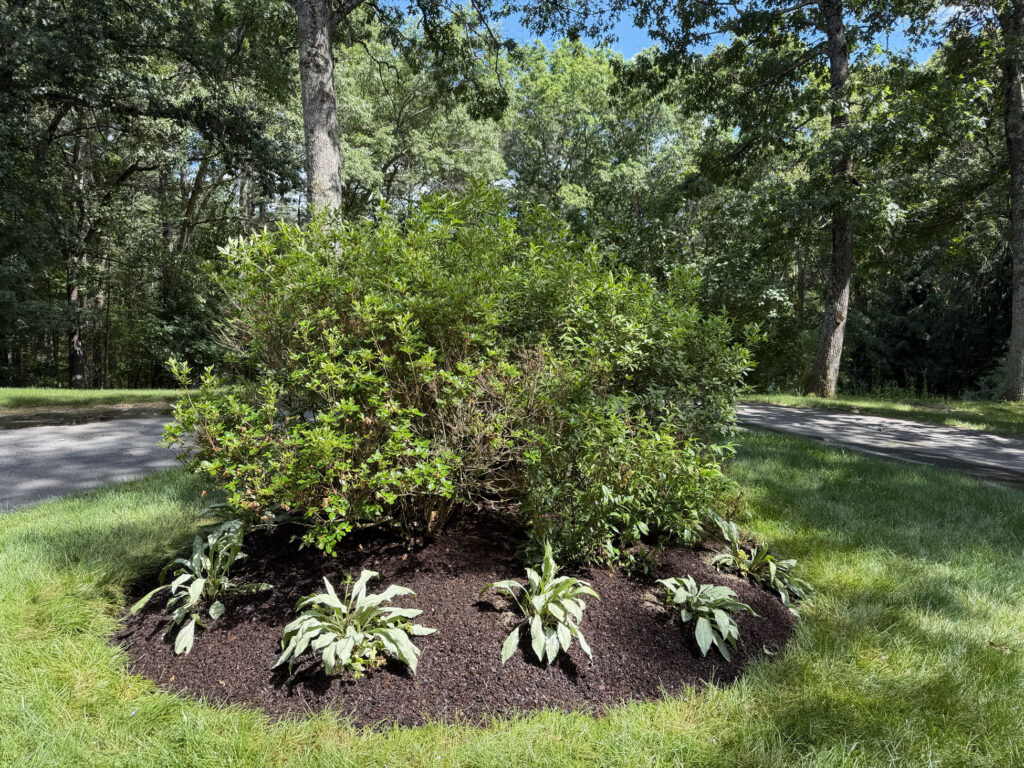 We revitalized seven existing garden beds, each with mostly shade or part-sun conditions. After walking the property with the homeowner, we decided to expand the original vision by incorporating even more shade-loving perennials to create a lush, layered display that will become even more beautiful each season.