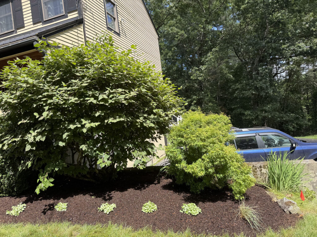 We revitalized seven existing garden beds, each with mostly shade or part-sun conditions. After walking the property with the homeowner, we decided to expand the original vision by incorporating even more shade-loving perennials to create a lush, layered display that will become even more beautiful each season.