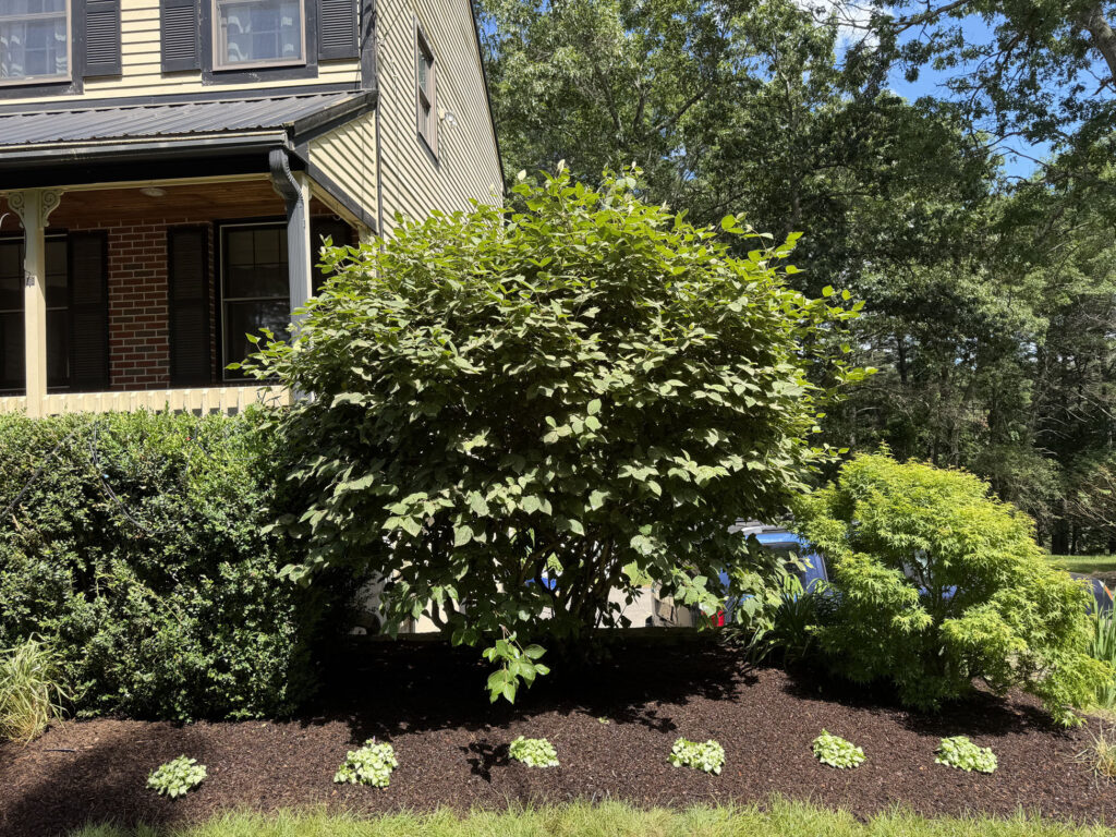 We revitalized seven existing garden beds, each with mostly shade or part-sun conditions. After walking the property with the homeowner, we decided to expand the original vision by incorporating even more shade-loving perennials to create a lush, layered display that will become even more beautiful each season.
