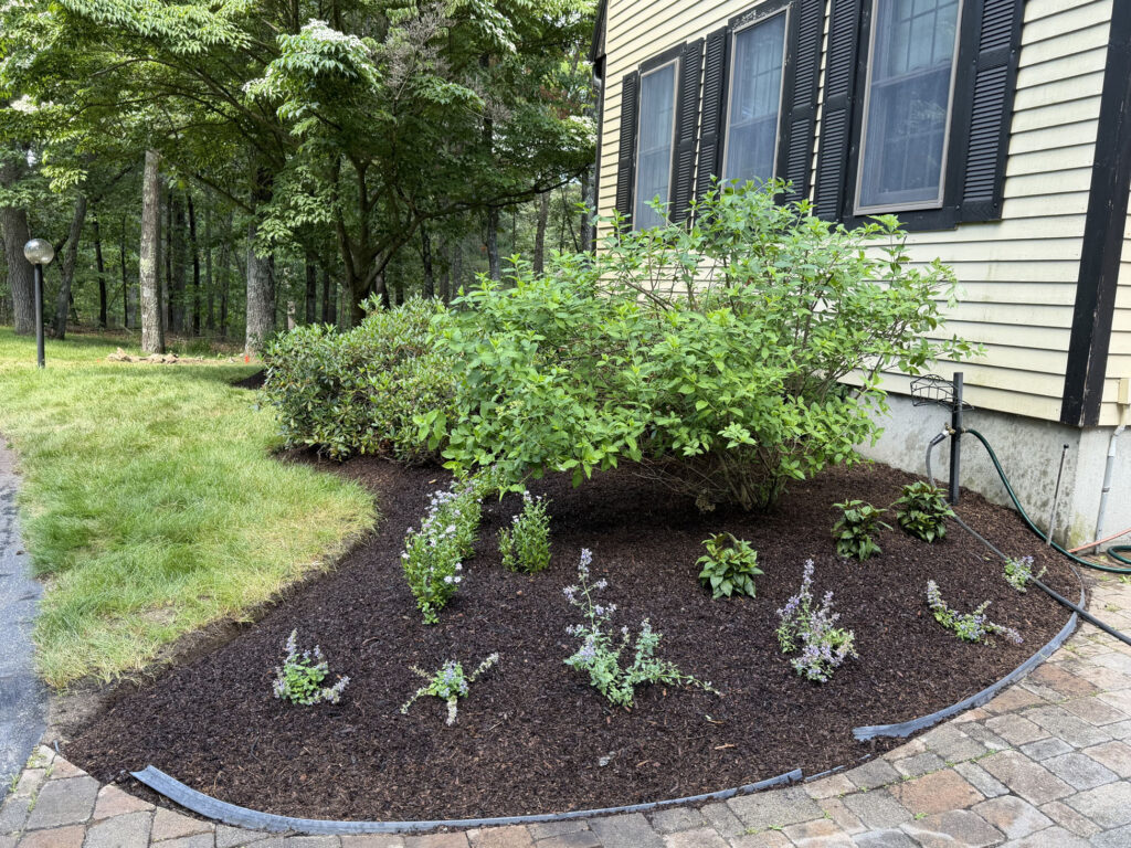 We revitalized seven existing garden beds, each with mostly shade or part-sun conditions. After walking the property with the homeowner, we decided to expand the original vision by incorporating even more shade-loving perennials to create a lush, layered display that will become even more beautiful each season.